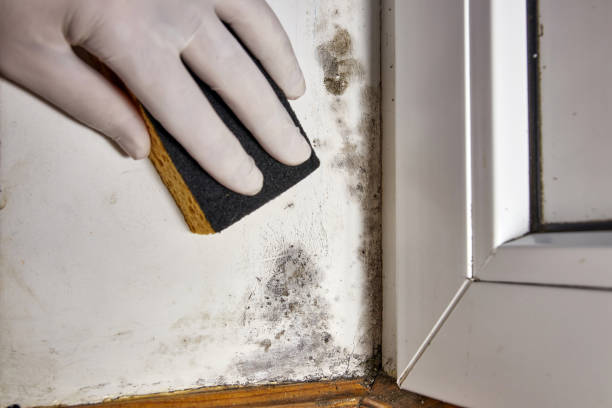 Best Black Mold Removal  in Sanford, CO